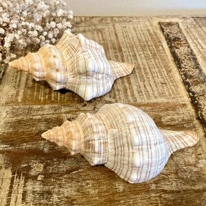 2 Shells Natural Seashells Cream / Light Orange / Brown Tones Beach